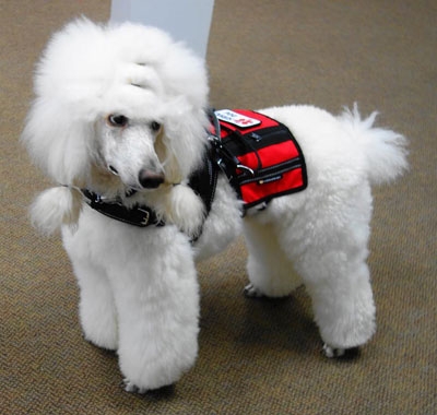 Poodle psychiatric service store dog